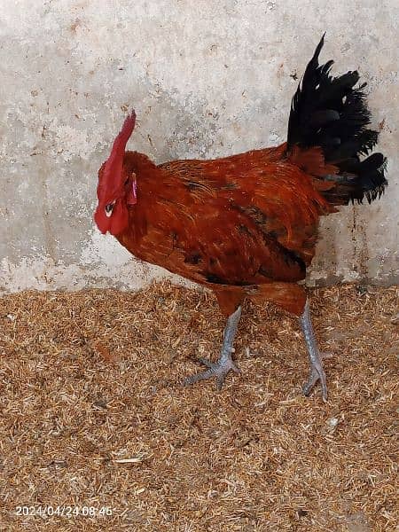 2 male hens are Available 1 year age 10