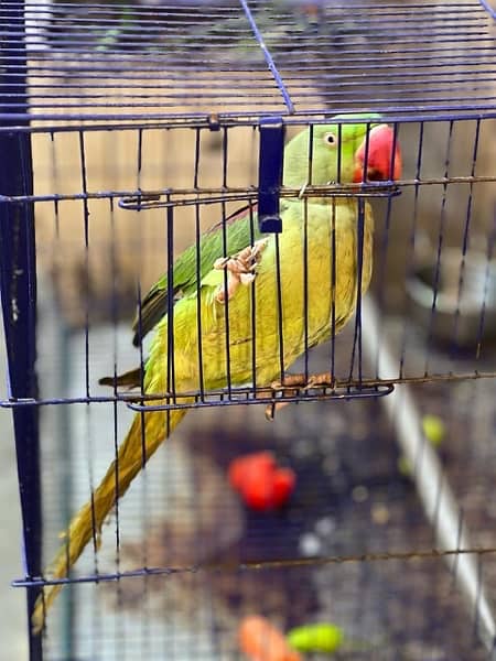 Kashmiri raw parrot 1