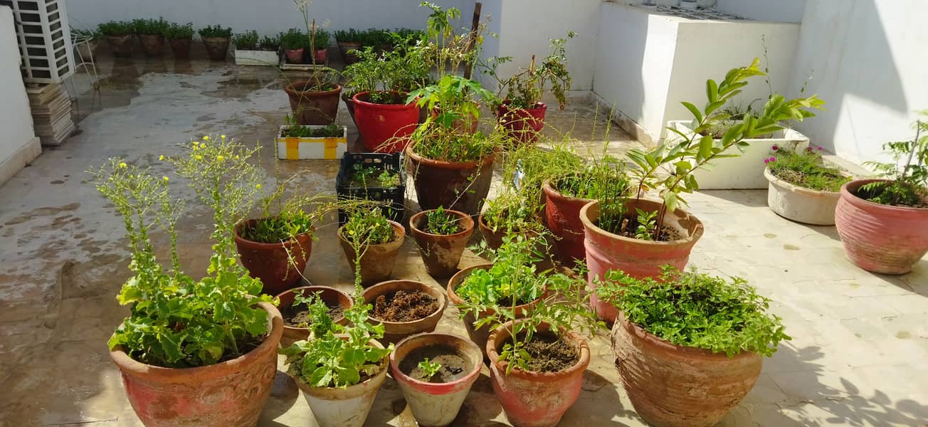 Plants & Pots 0