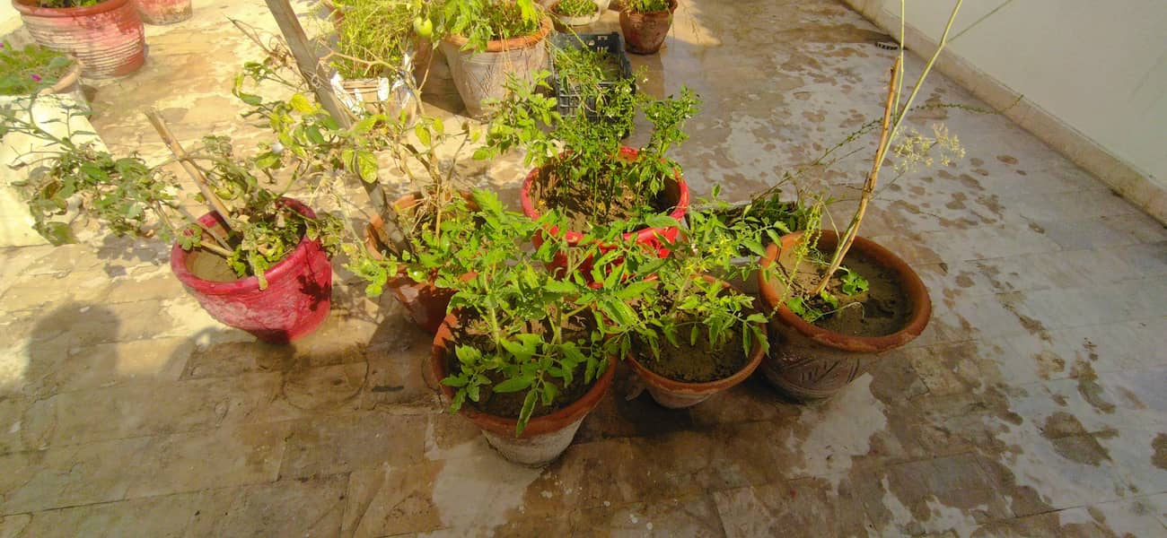 Plants & Pots 9