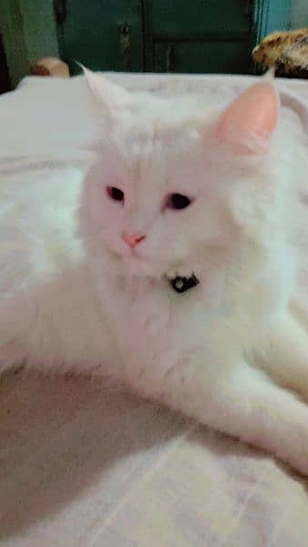 original persian tripal code cat 8 month age 1