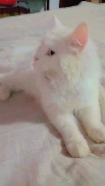 original persian tripal code cat 8 month age 2