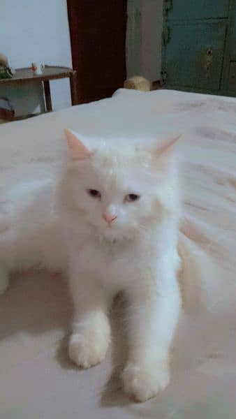 original persian tripal code cat 8 month age 3