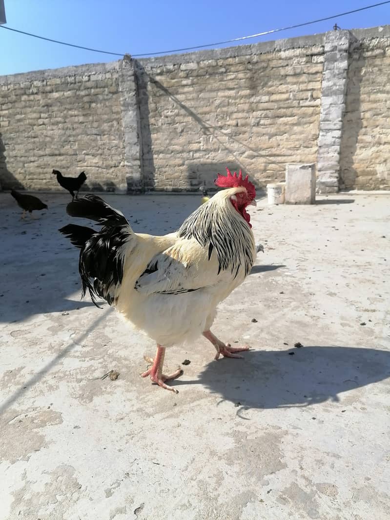 Light Sussax eggs, chicks, and hen for sale 0
