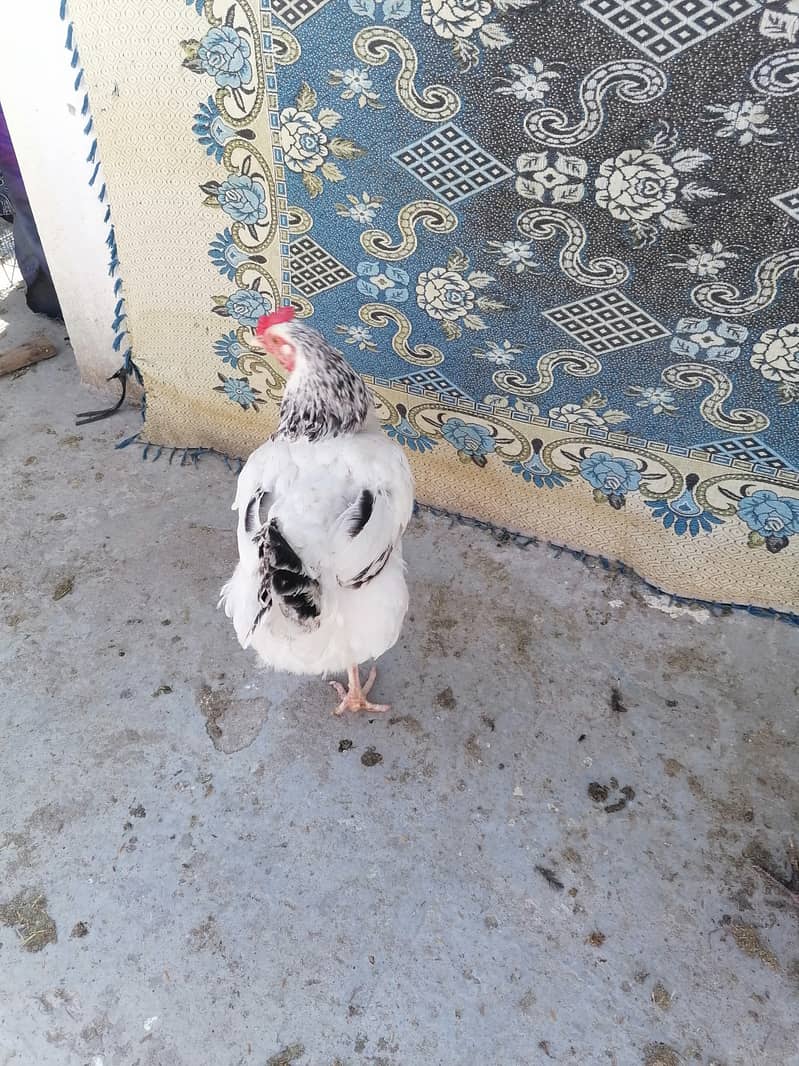 Light Sussax eggs, chicks, and hen for sale 3