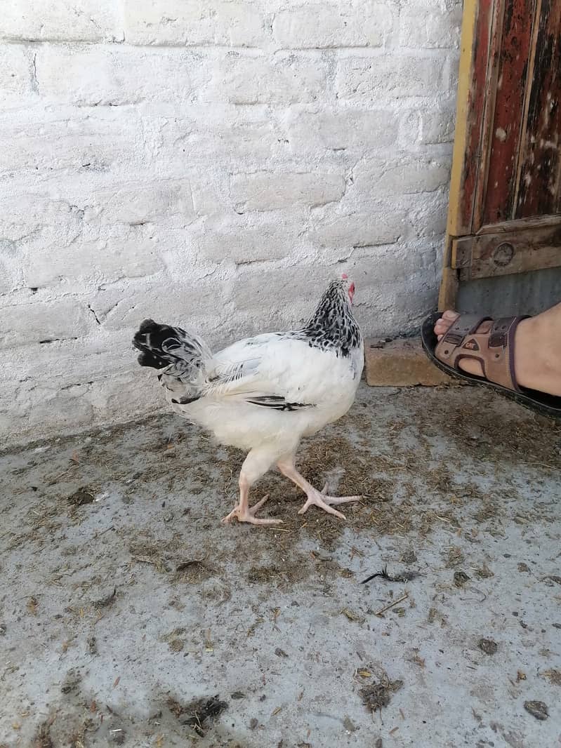 Light Sussax eggs, chicks, and hen for sale 5