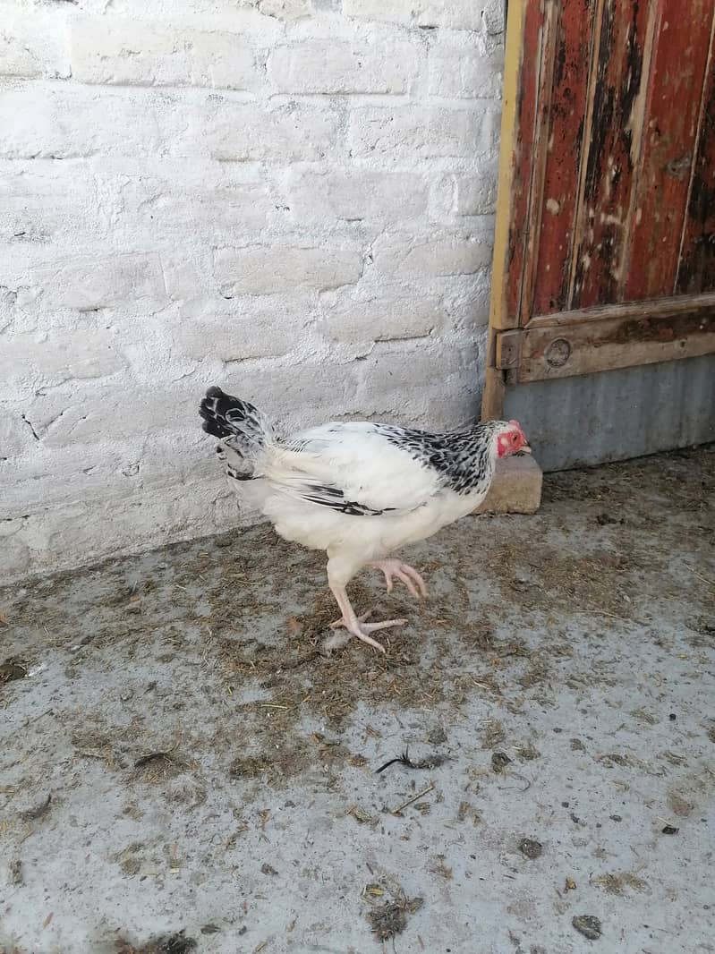 Light Sussax eggs, chicks, and hen for sale 6