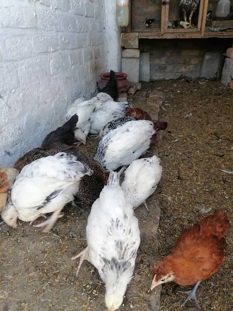Light Sussax eggs, chicks, and hen for sale 7