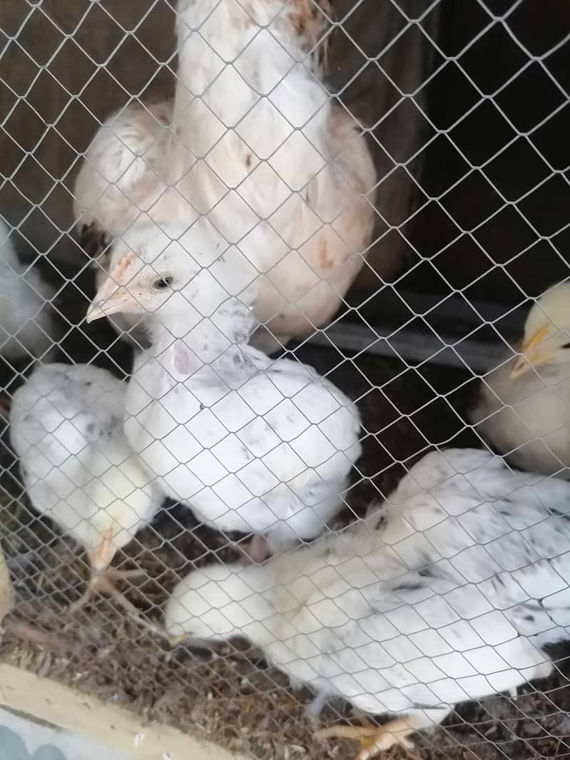 Light Sussax eggs, chicks, and hen for sale 9