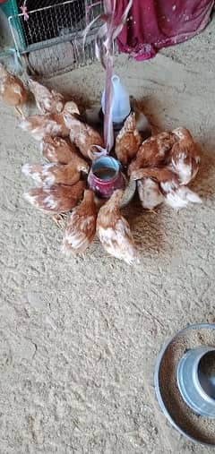 Bovans brown chicks total 11  female per pice 600