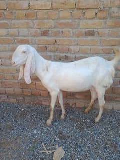 rajan puri bakri for sale goat
