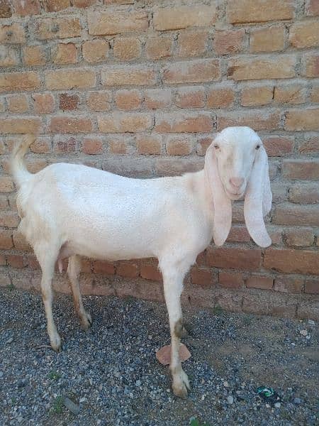 rajan puri bakri for sale goat 1