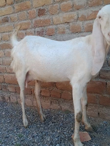 rajan puri bakri for sale goat 2