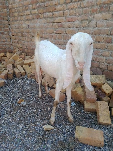 rajan puri bakri for sale goat 3