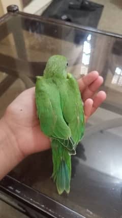 Green parrot baby