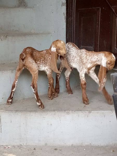 goat with two female kids 3