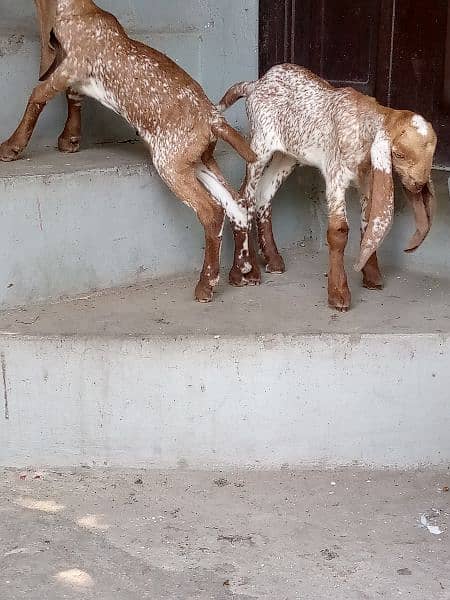 goat with two female kids 4
