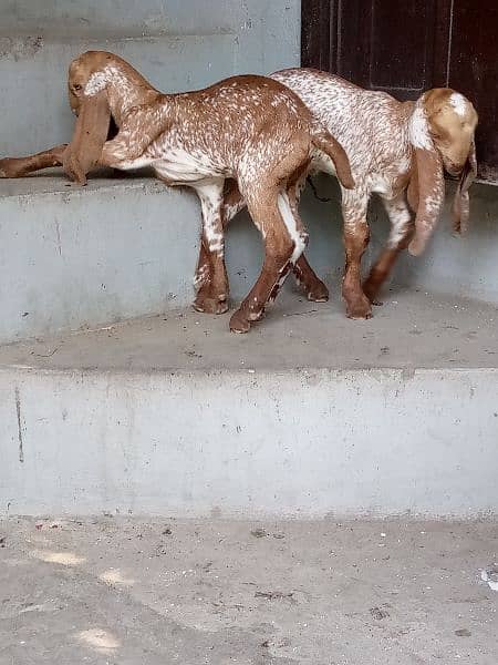 goat with two female kids 5