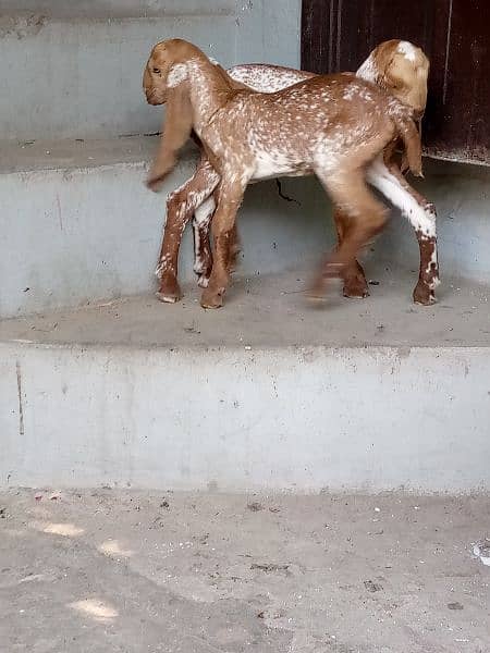 goat with two female kids 6