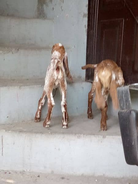 goat with two female kids 9