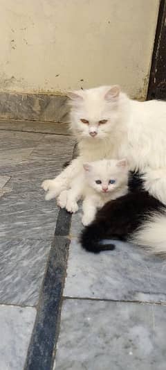 mother with 3 female kitten