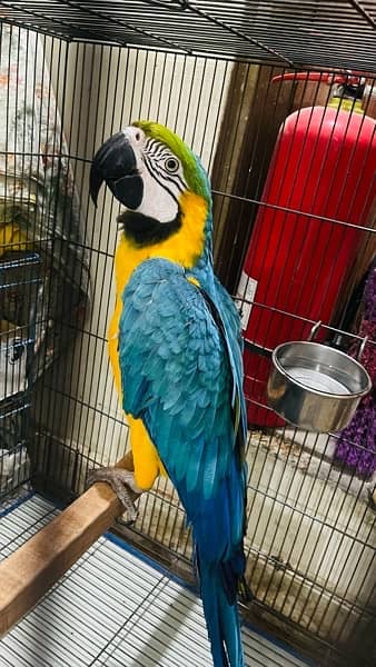 Blue and Gold Macaw 2