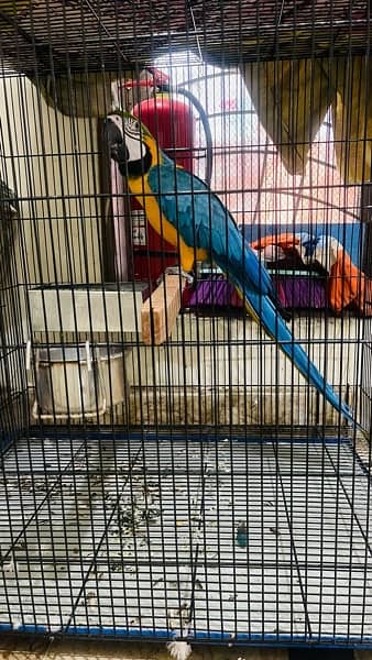 Blue and Gold Macaw 3