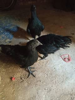 best quality chicks this a yam cemani