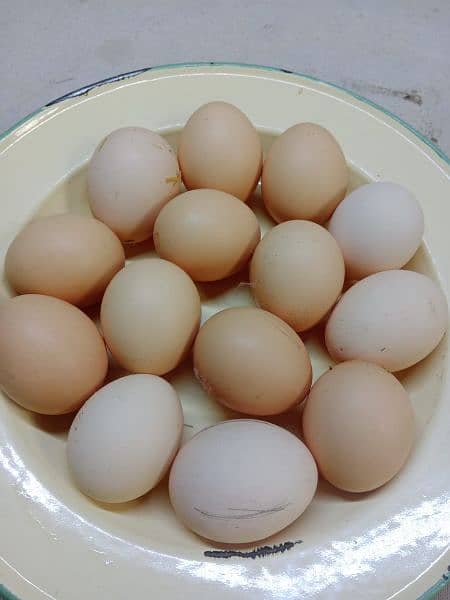 Light Sussex eggs,chicks and pair available. 1