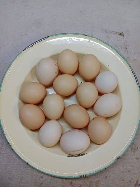 Light Sussex eggs,chicks and pair available. 2