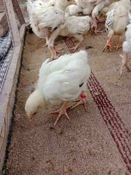 Light Sussex eggs,chicks and pair available. 12