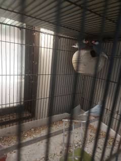 Java finch breeder piars and extra males for sale