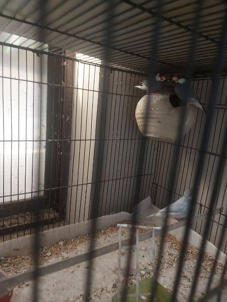 Java finch breeder piars and extra males for sale 0
