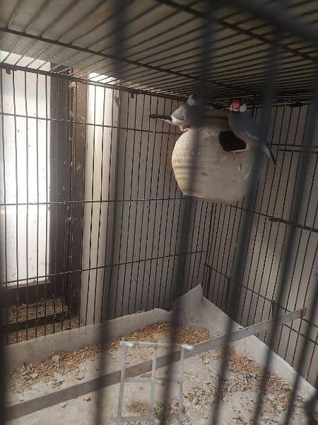 Java finch breeder piars and extra males for sale 4