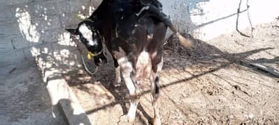 Cow for sale) Doodh wali Gai /