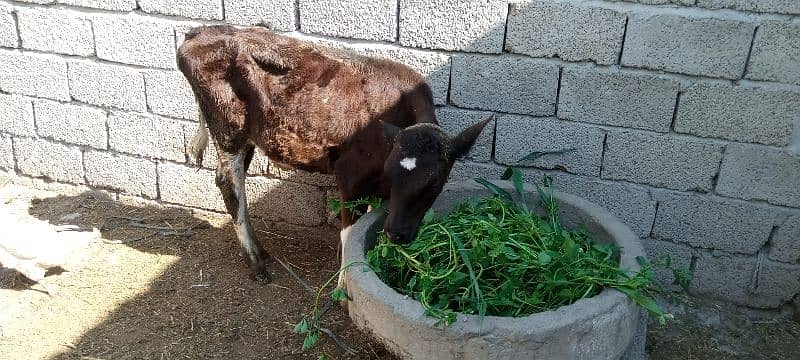 Cow for sale) Doodh wali Gai / 1