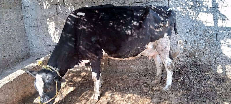 Cow for sale) Doodh wali Gai / 2