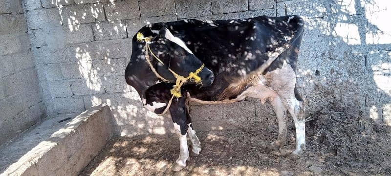 Cow for sale) Doodh wali Gai / 3