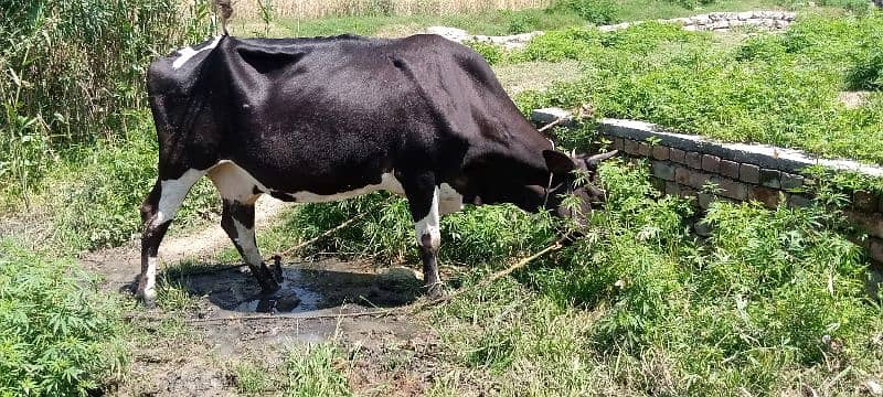 Cow for sale) Doodh wali Gai / 4