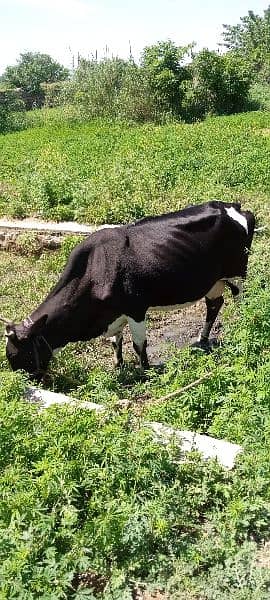 Cow for sale) Doodh wali Gai / 5