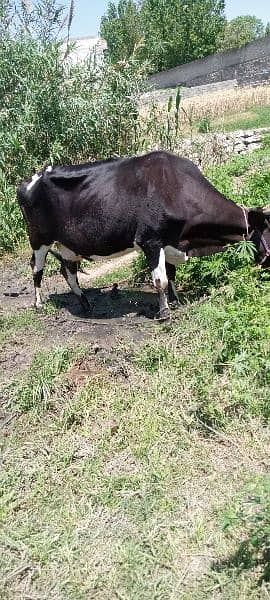 Cow for sale) Doodh wali Gai / 6