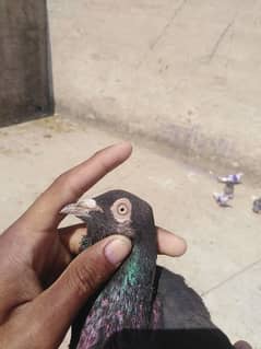 Zak nar full black pigeon 1000 finel hy exchange with nevi wale