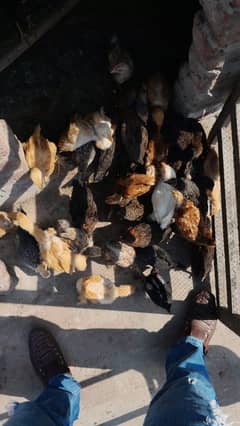 Golden Misri Chicks + RIR Pure breed male#Murgha