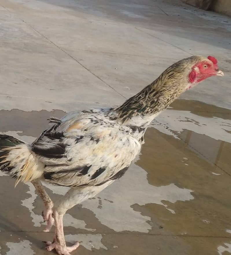 Australorp 1 Male , 1 Aiseel Male, 13 hens for Sales Rs 22,000/ 5