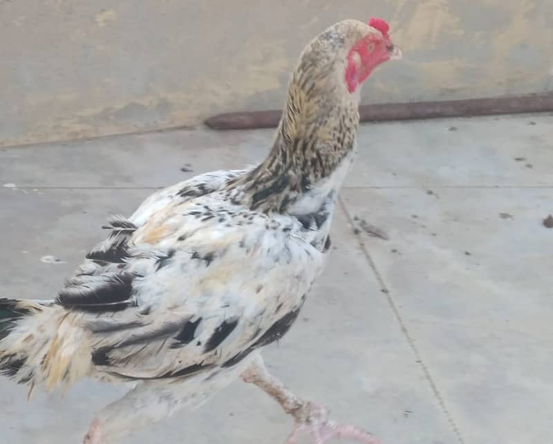 Australorp 1 Male , 1 Aiseel Male, 13 hens for Sales Rs 22,000/ 6