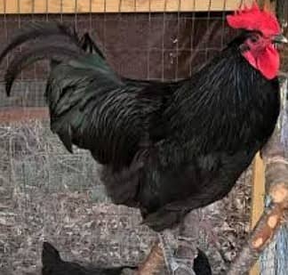 Australorp 1 Male , 1 Aiseel Male, 13 hens for Sales Rs 22,000/ 7
