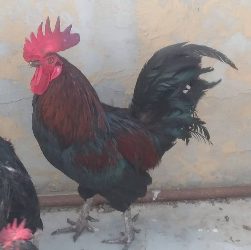 Australorp 1 Male , 1 Aiseel Male, 13 hens for Sales Rs 22,000/ 8