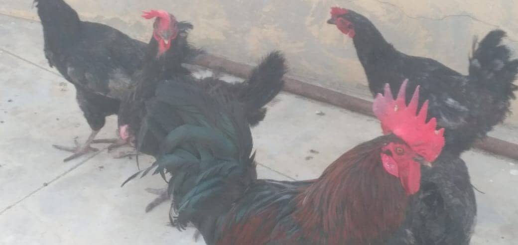 Australorp 1 Male , 1 Aiseel Male, 13 hens for Sales Rs 22,000/ 9
