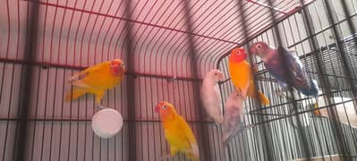 Birds , Parrots & Cages For Sale