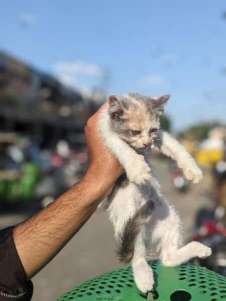 Cat Baby For Sale Each Price 5000 5